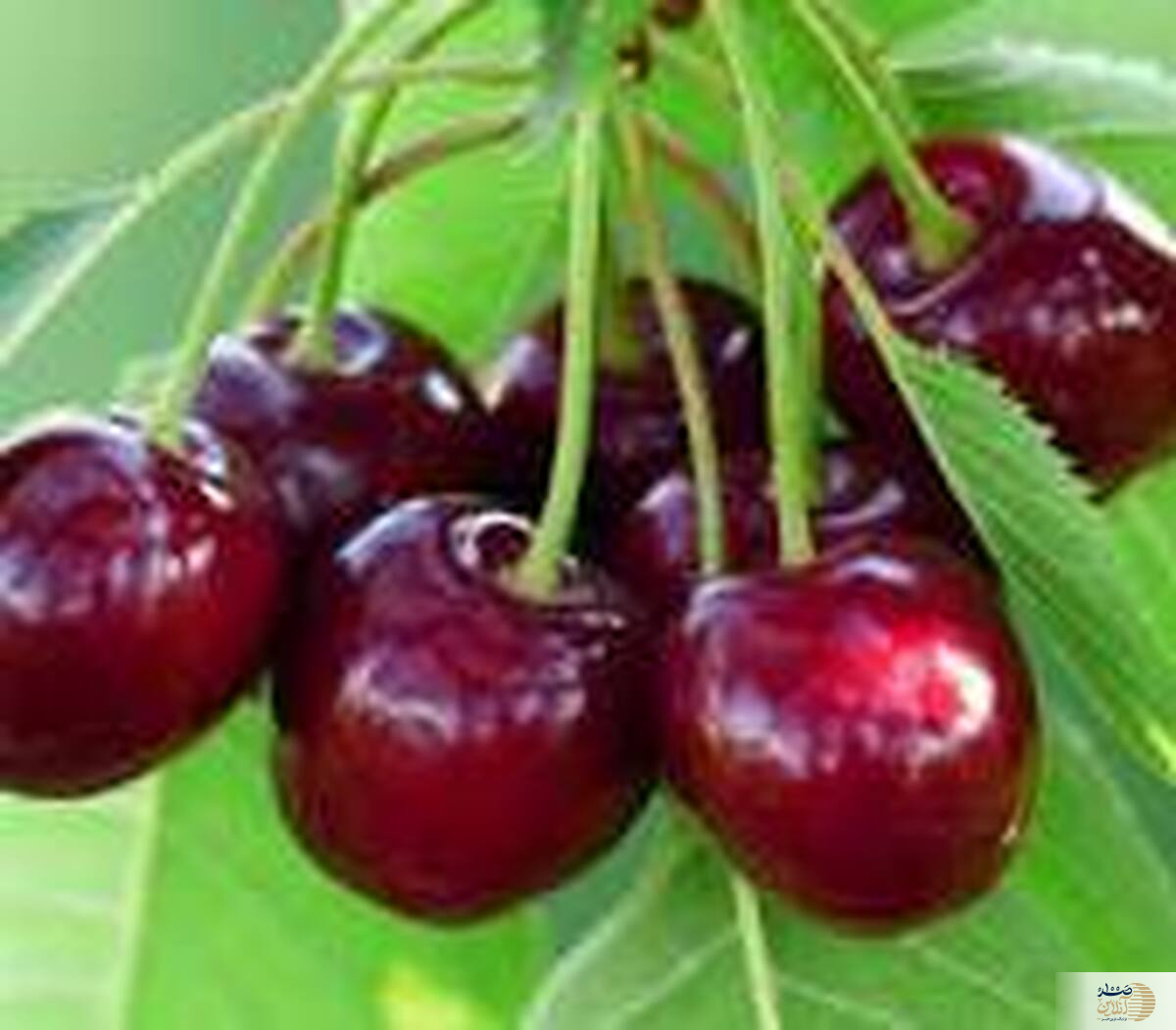 میوه ای که به اندازه شیر کلسیم دارد