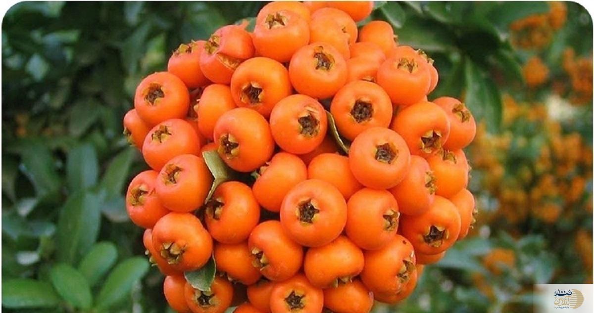 جوشانده این میوه قاتل سنگ کلیه شماست