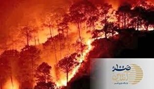 ببینید| آتش‌سوزی مهیب در جنگل‌های سوریه/ مهمات جنگی عامل فاجعه تازه شد؟
