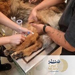 ببینید| سگ‌های نجات هلال احمر بعد از ۱۲ روز تلاش بی‌وقفه زیر ذره‌بین پزشکان