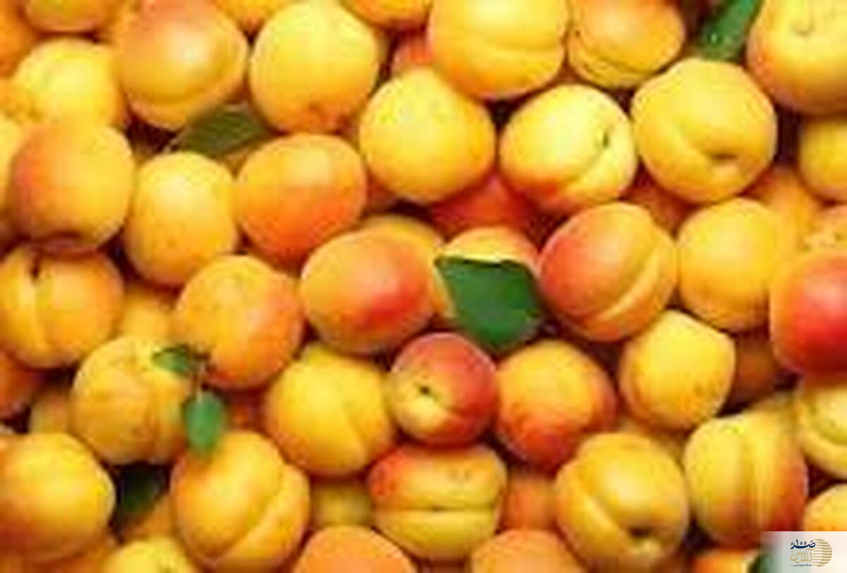اکسیر جوانی برای پوست با میوه تابستانه خوش رنگ