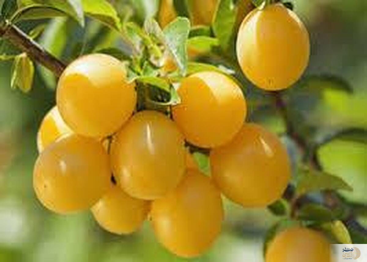 پادزهر گرمازدگی/ آلو قطره طلا، هدیه طبیعت برای تابستان