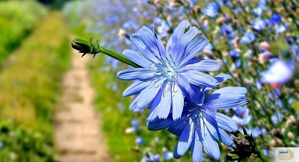 گیاه معجزه گر برای کبد را بشناسید