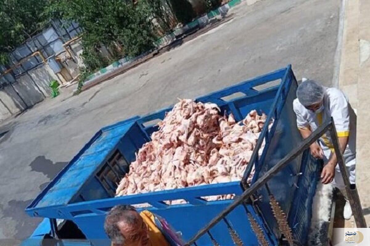 بیش از ۲ تن گوشت آلوده در دماوند معدوم شد