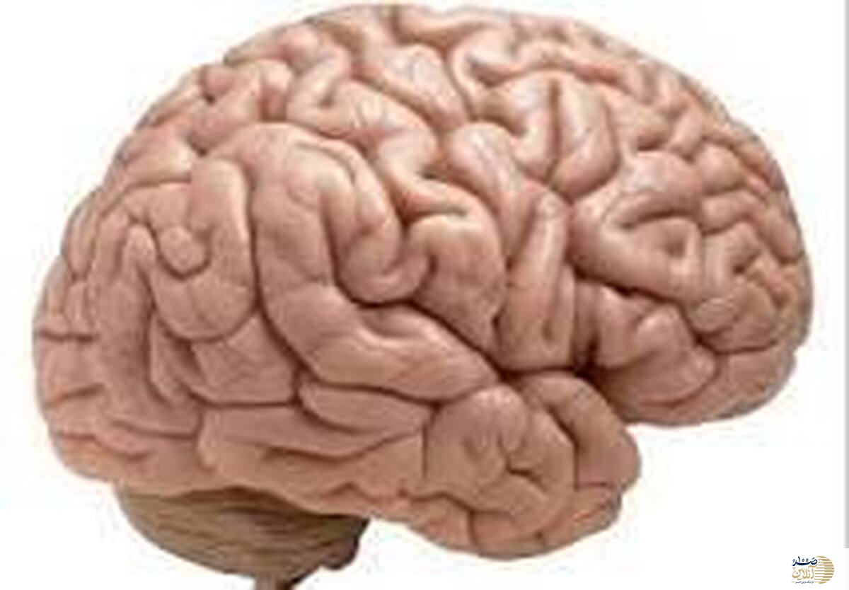 با این عادت ساده آی کیو شما بیشتر می شود