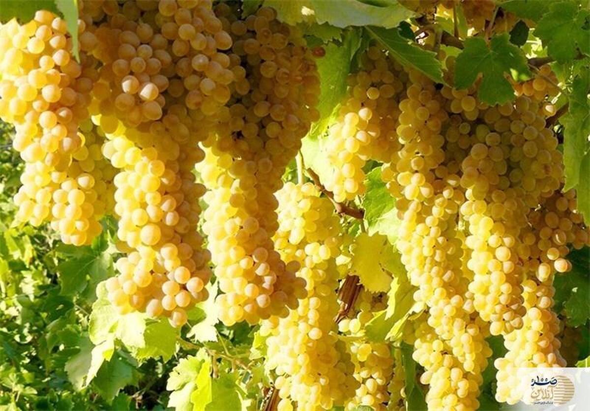 خواص شگفت‌انگیز انگور/ میوه‌ای که سلامت شما را دگرگون می‌کند!