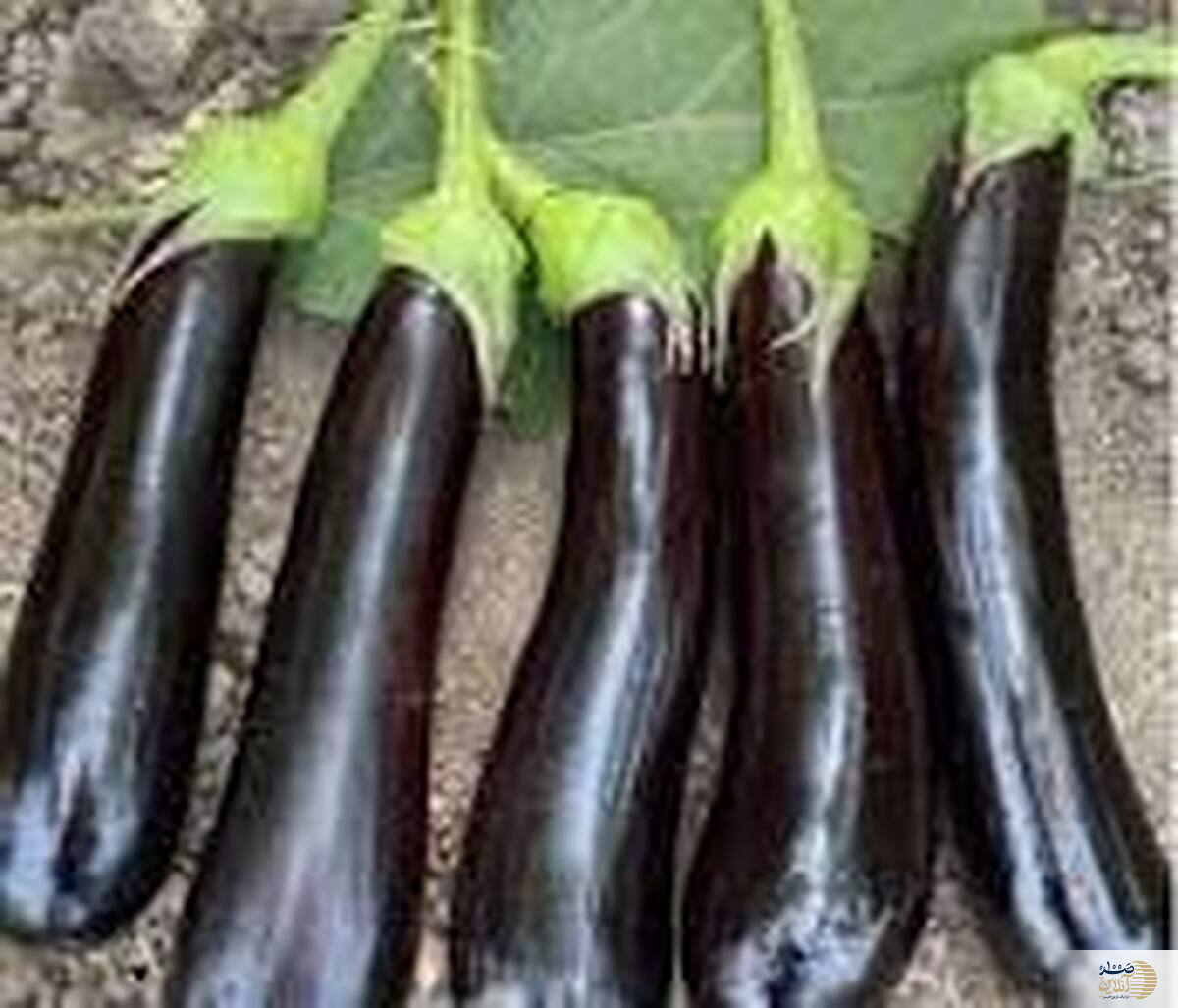 نسخه بادمجانی برای کاهش کلسترول خون