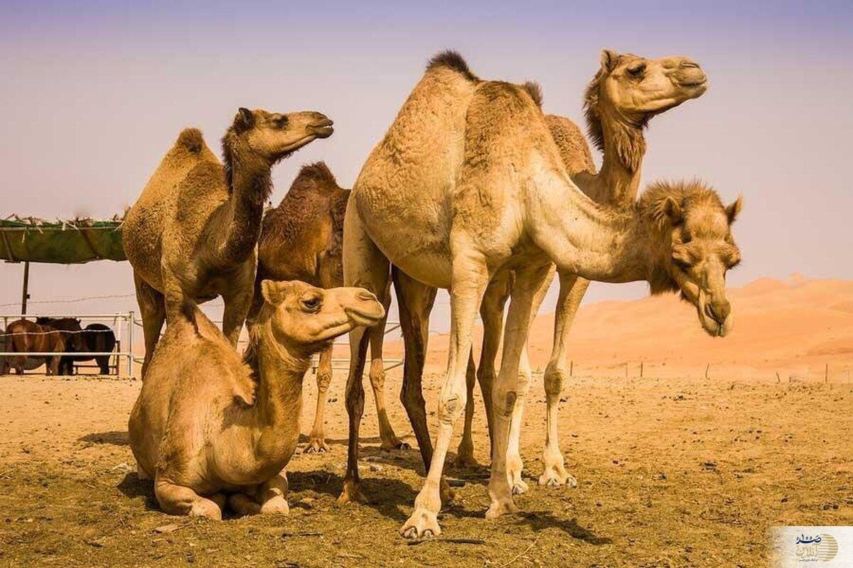 با این نوع شیر فشار خون را درمان کنید