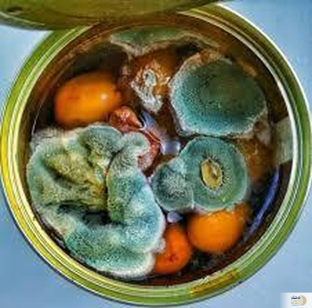 کپک روی موادغذایی را جدی بگیرید