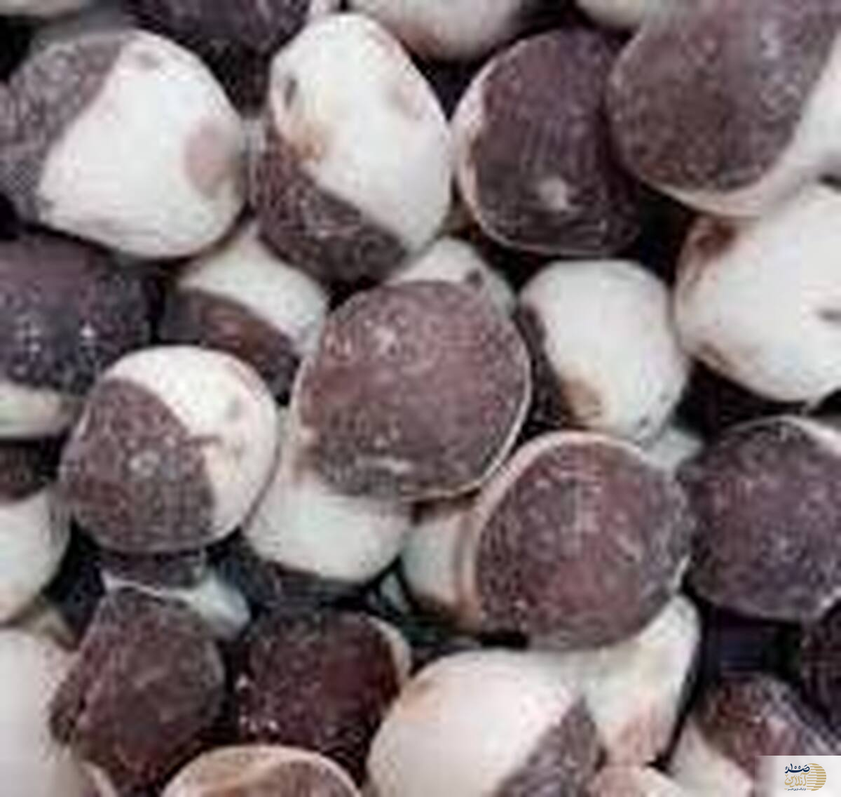 پروبیوتیک طبیعی با طعم ترش زندگی!