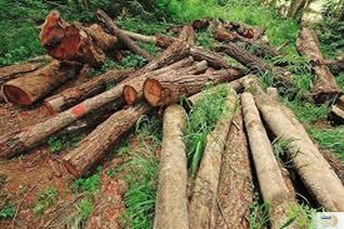 قاچاقچیان سابقه دار چوب به جنگلبان آملی حمله کردند