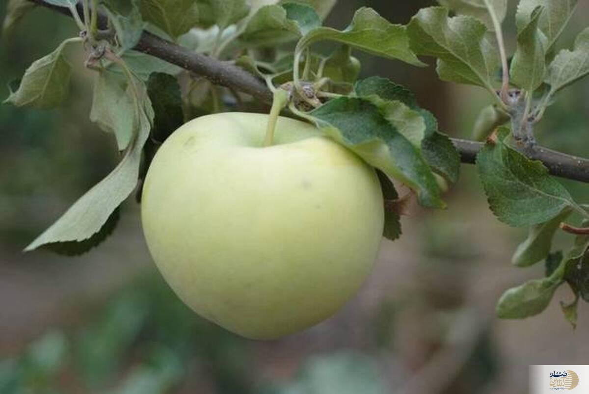اگر بی اعصاب هستید این میوه خوش عطر مختص شماست