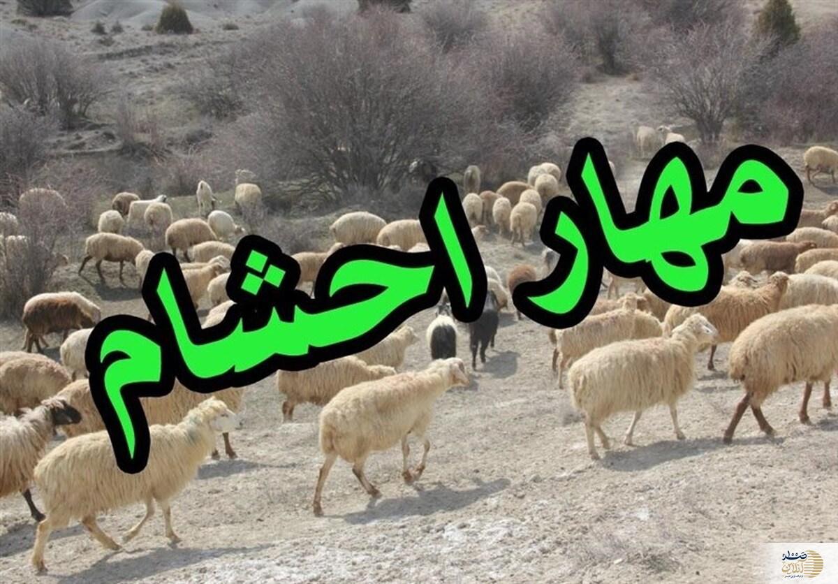 گوسفند های قاچاق در لب مرز کشف شدند