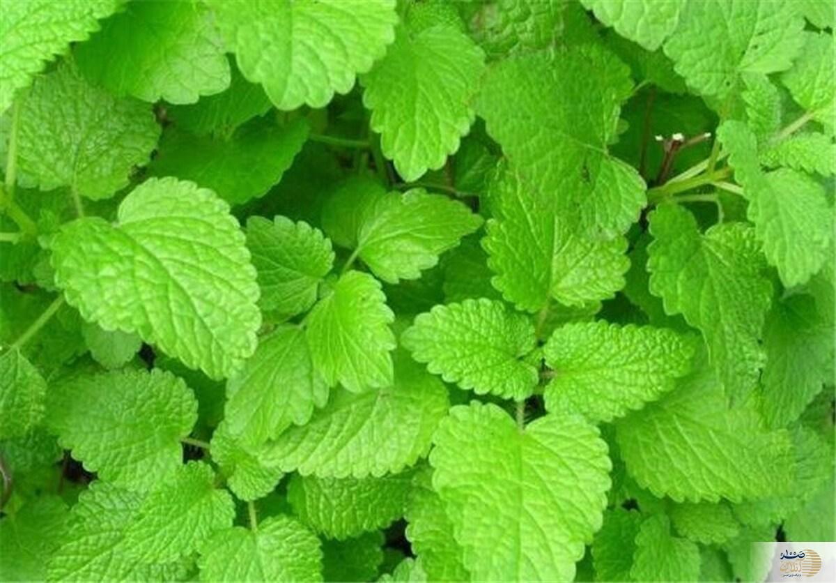 آلزایمر را با این گیاهان شکست دهید