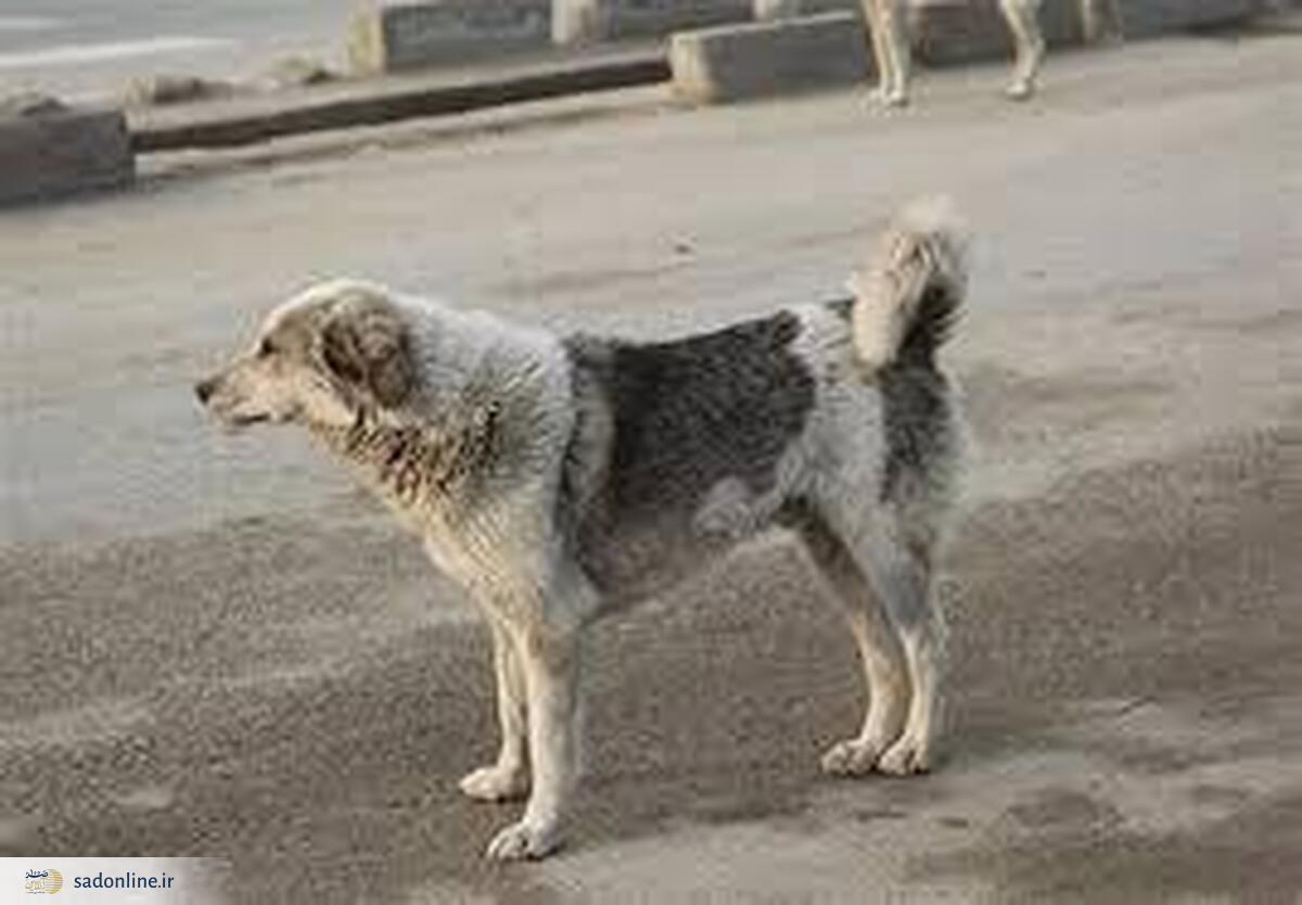 سگ ولگرد جان پسربچه را گرفت