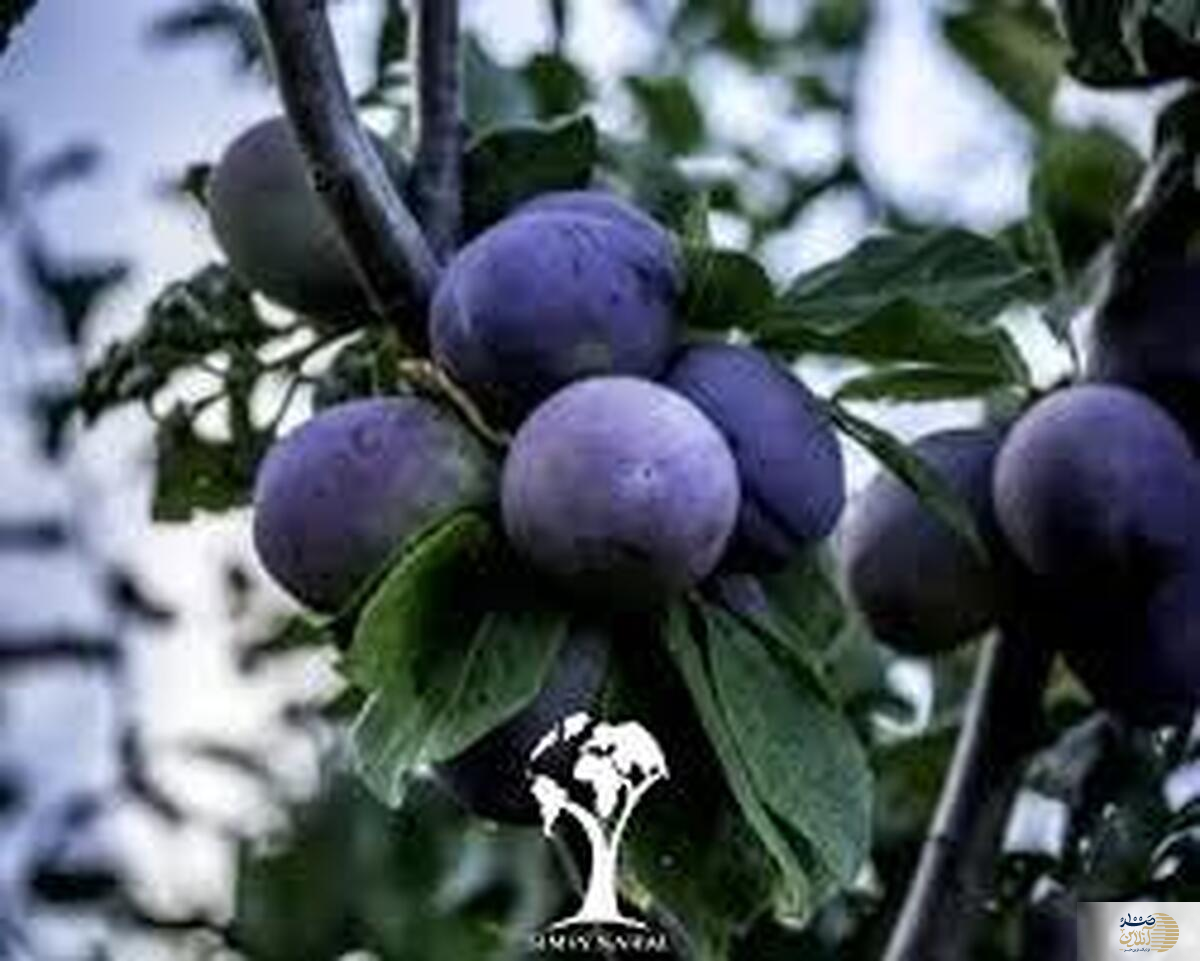اگر از پوکی استخوان میترسید این میوه سیاه تابستانه تا تمام نشده حسابی بخورید
