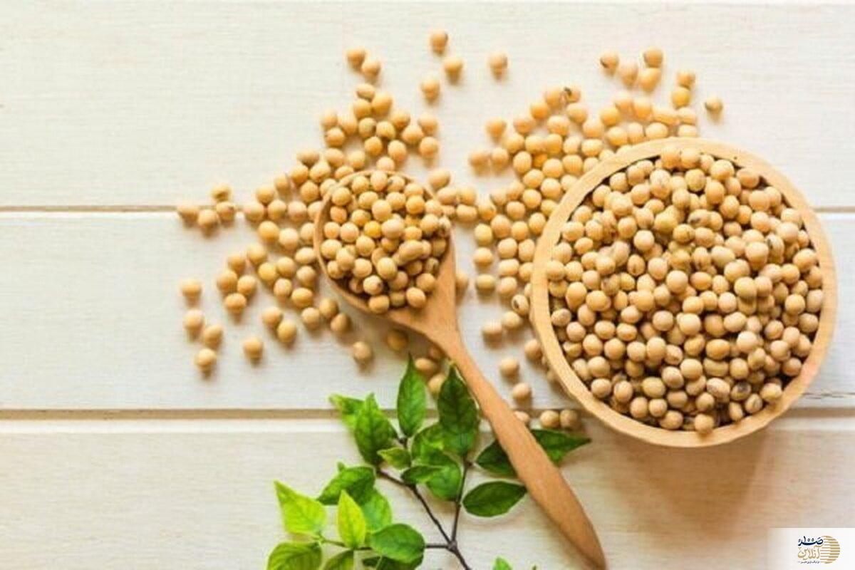 منبع غنی پروتئین گیاهی را بشناسید