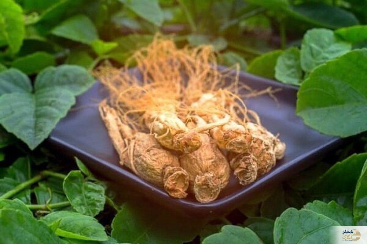 با این راه حل طبیعی همیشه فول تمرکز باشید
