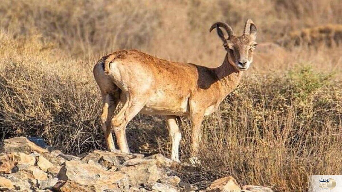 شکارچی متخلف دستگیر شد