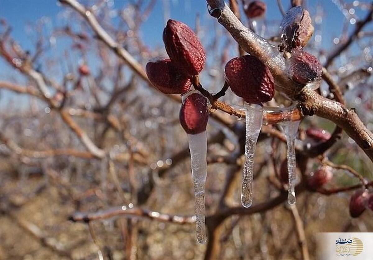 هشدار نارنجی هواشناسی  کاهش ۱۰ درجه‌ای دما و سرمازدگی در راه است!