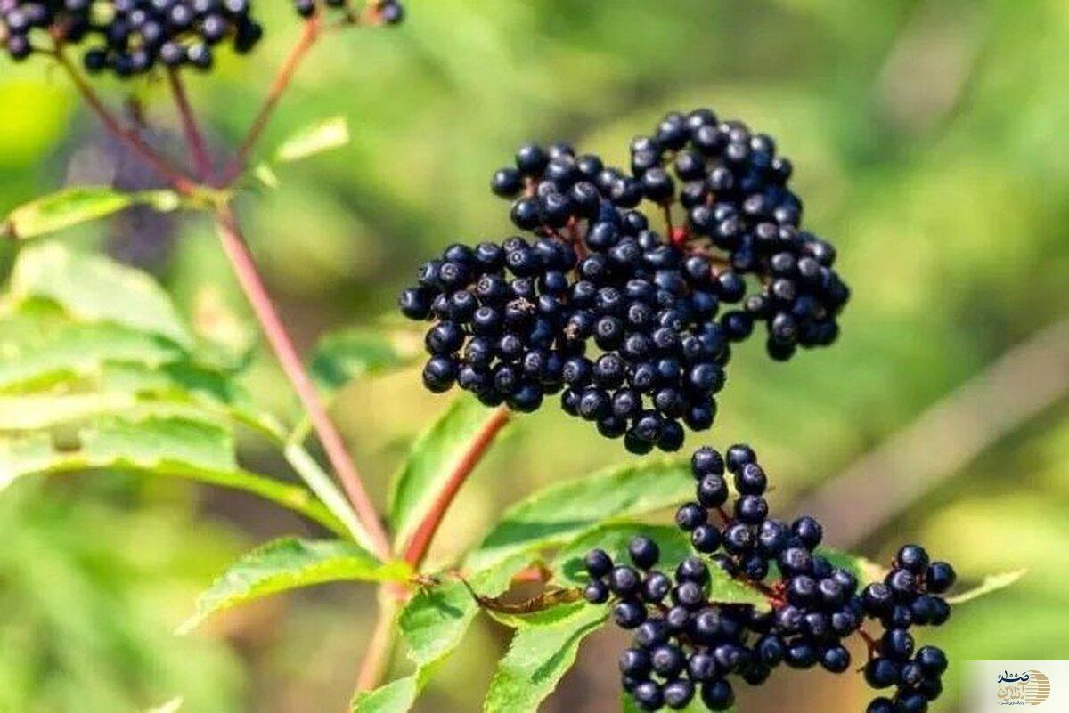این گیاه عجیب سیاه رنگ برای سرماخوردگی معجزه می کند