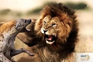 ببینید | لحظه نفس‌گیر رویارویی کفتار با دو شیر وحشی در جاده