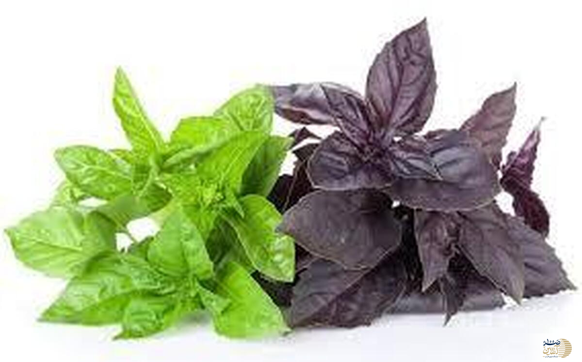 این سبزی فقط تزئینی نیست، یک بمب عطر و طعم است!