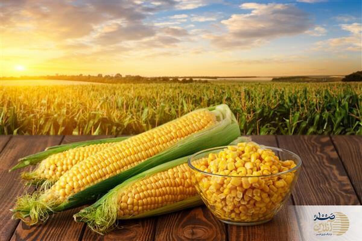 این دانه‌های طلایی بمب انرژی سیستم ایمنی بدن شماست