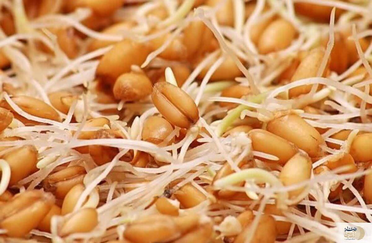 این قسمت گندم را هرگز دور نریزید، بمب ویتامینی که زندگی شما را متحول می‌کند