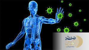 سیر پخته یا سیر خام، کدام یک قهرمان واقعی سلامت است؟