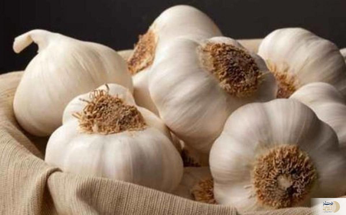 سیر پخته یا سیر خام، کدام یک قهرمان واقعی سلامت است؟ سیر پخته یا سیر خام، کدام یک قهرمان واقعی سلامت است؟