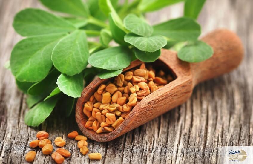 شنبلیله، ابرگیاهی بومی برای مدیریت دیابت و چربی خون