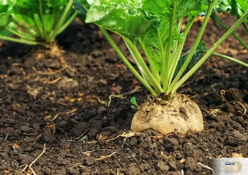 چغندر، ابرغذای سرخ رنگ برای سمزدایی و احیای کبد چغندر، ابرغذای سرخ رنگ برای سمزدایی و احیای کبد