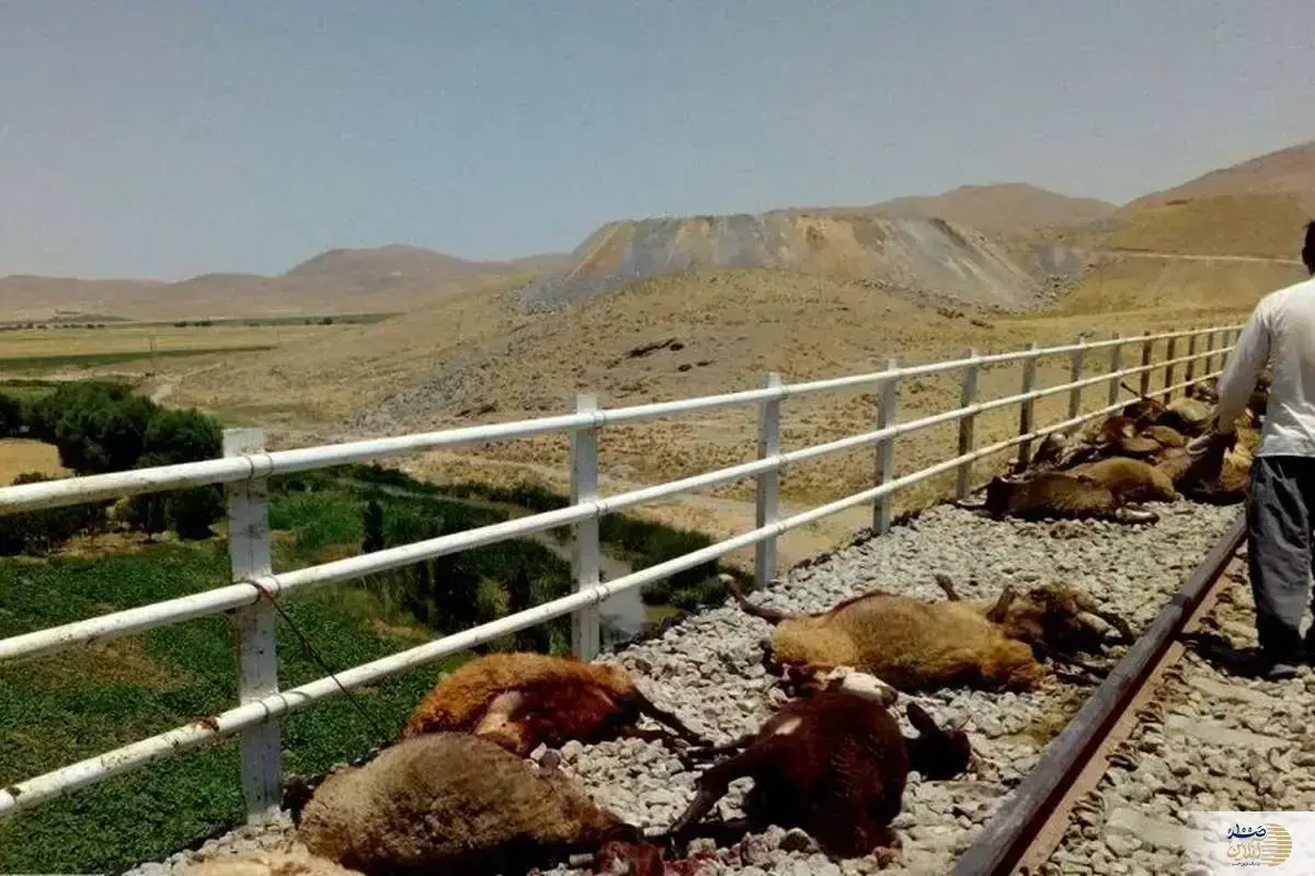 برخورد مرگبار قطار با  ۱۰۰ رأس گوسفند