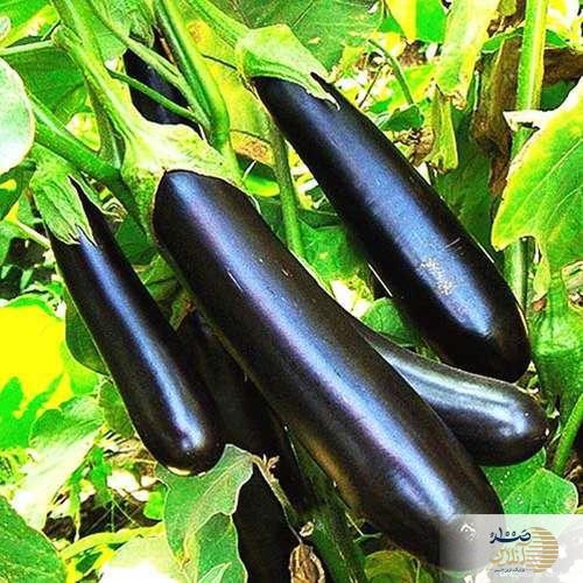 با این غذای خوشمزه حافظه‌تان را تقویت کنید