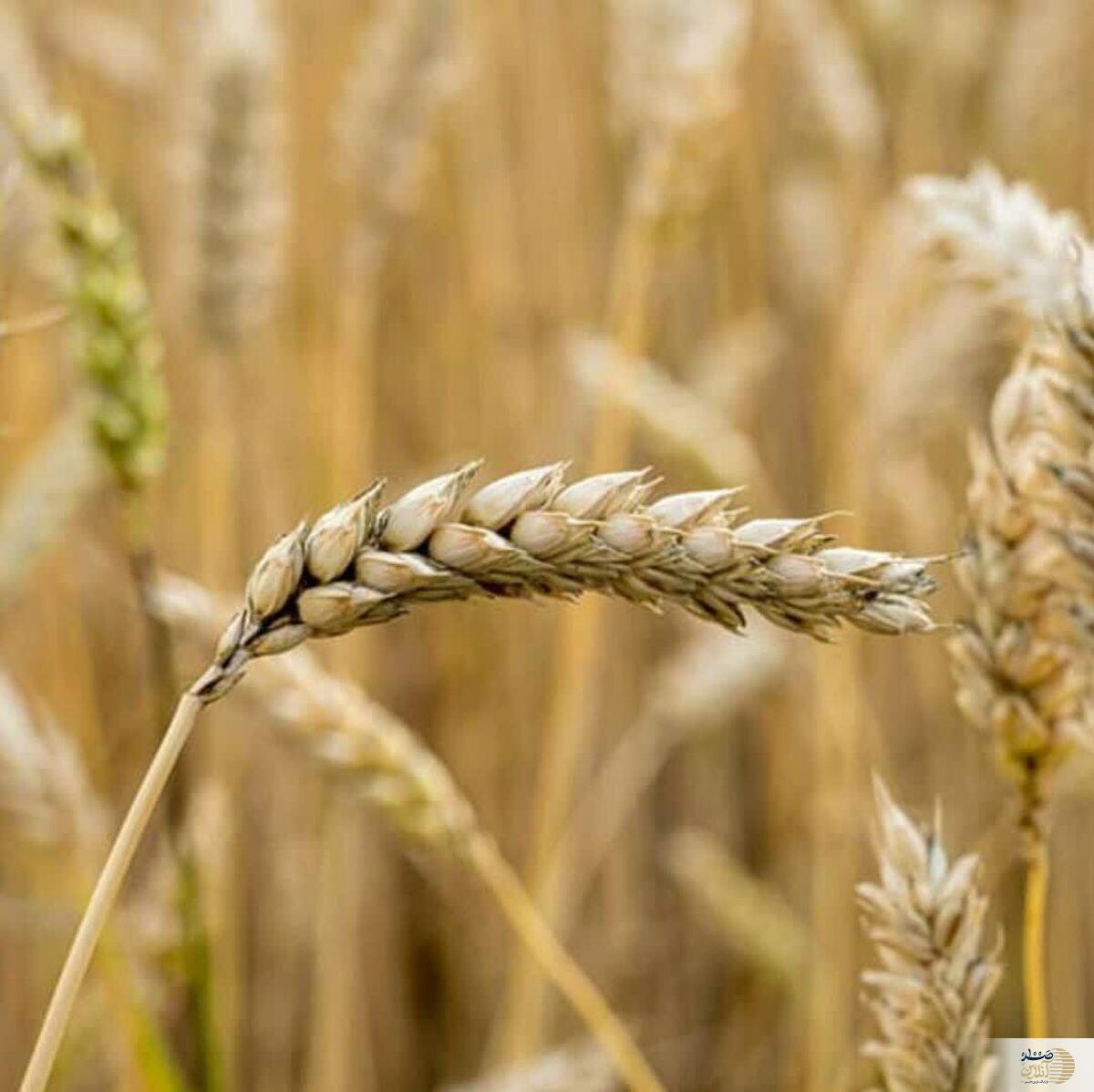جو، ابرغذایی برای پاکسازی سنگ صفرا و کلیه