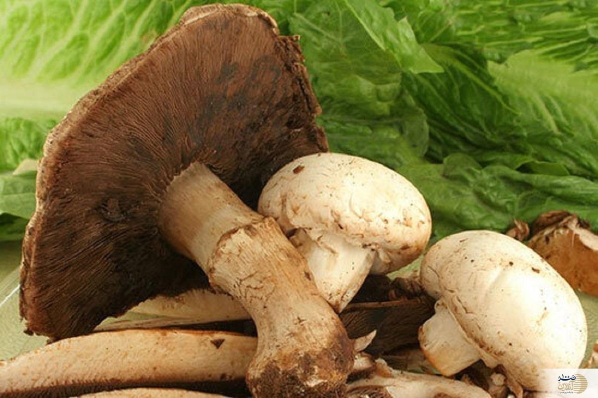 لب به این نوع قارچ نزنید احتمال مرگ وجود دارد