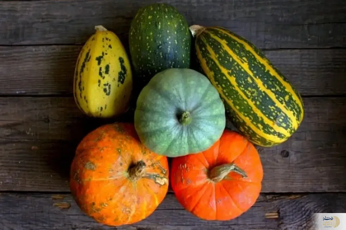 معجزه این نوع کدو برای بدن که از آن بی خبرید