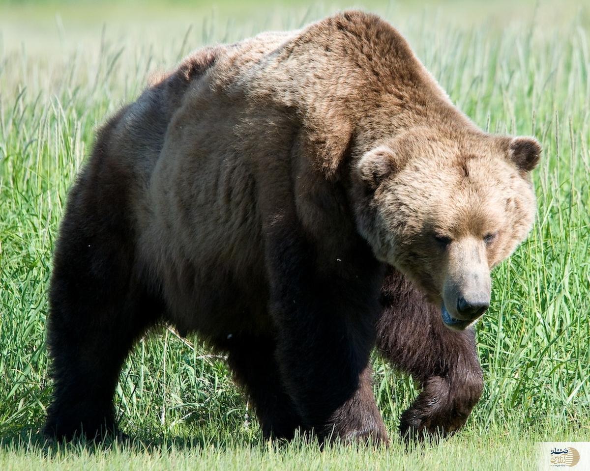 پراید جان خرس قهوه ای را گرفت