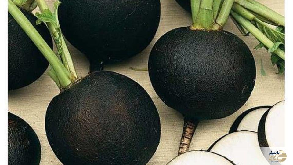 ترب سیاه بمب سلامتی برای بدن شماست ترب سیاه بمب سلامتی برای بدن شماست