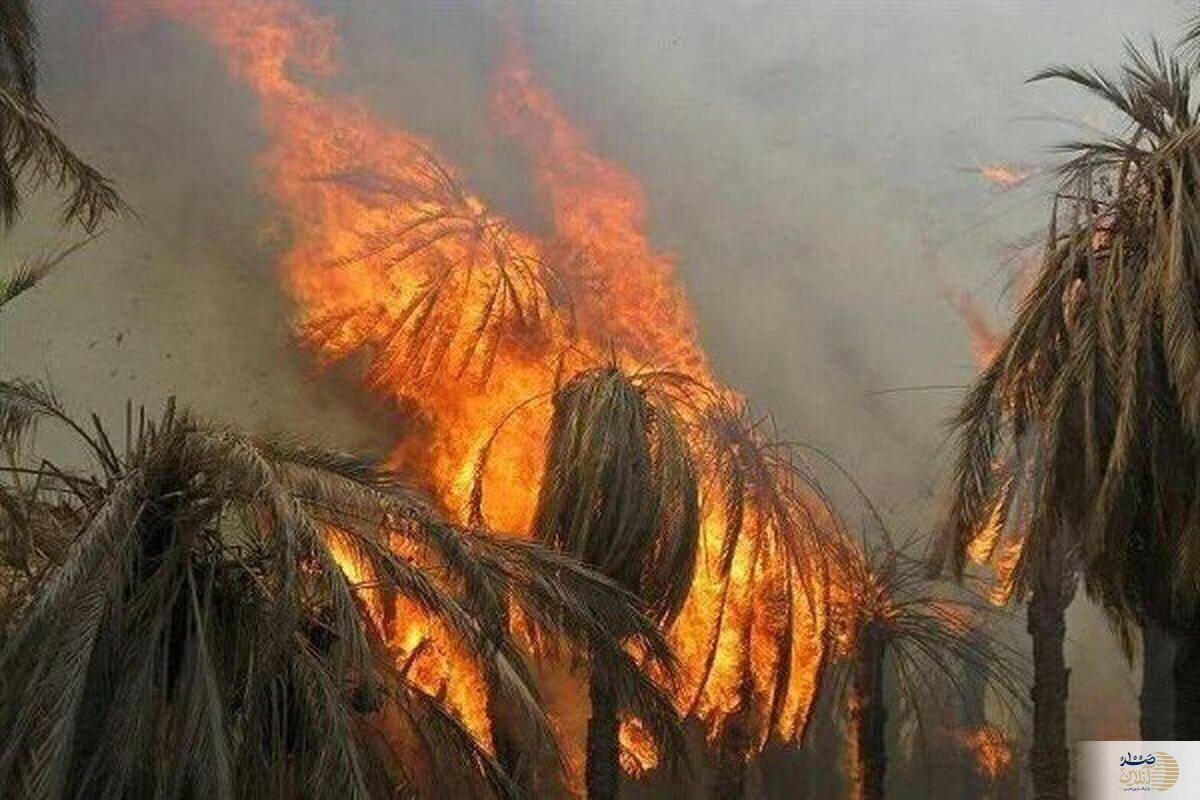 ۸۰۰ نخل در بندرعباس در آتش خاکستر شد