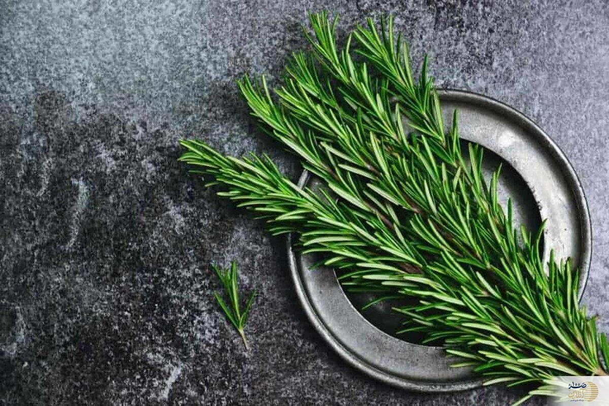 با این گیاه خوشبو جای زخم را سه سوته خوب کنید