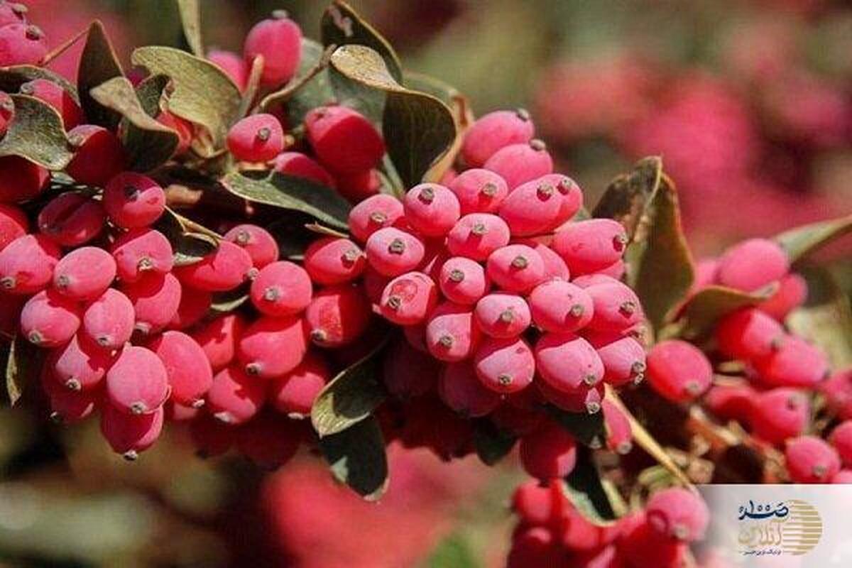 فصل یاقوت سرخ ایران از راه رسید   مصرف کنید و از بیمارستان و درمانگاه با هر بیماری که دارید فاصله بگیرد