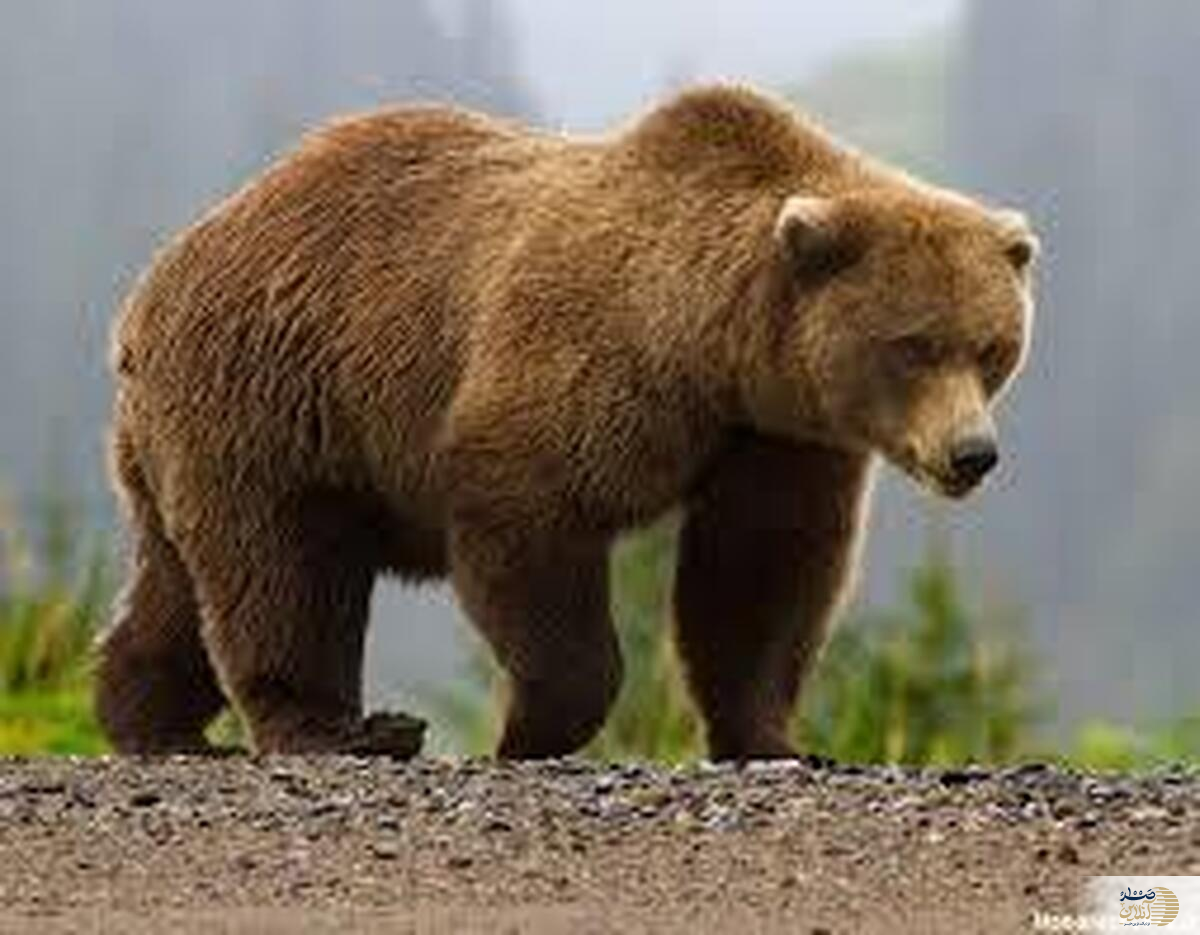 خرس گرسنه به چوپان حمله کرد