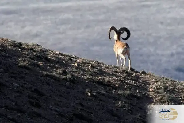 ببینید/ نمایی بی‌نظیر از گله‌های قوچ اوریال در پارک ملی گلستان