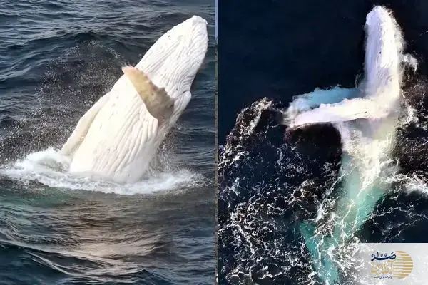 ببینید/ نهنگ سفید کمیاب در صحنه‌ای باورنکردنی