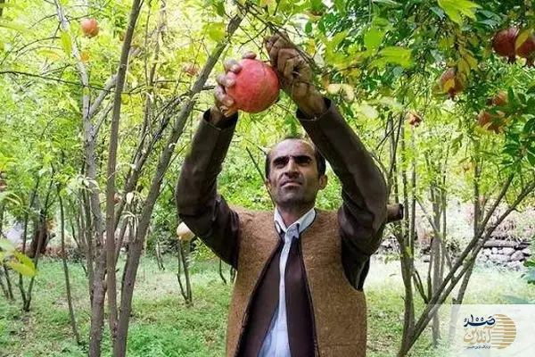 ببینید/ لحظات زیبای فصل انار و موسیقی دف در هورامان