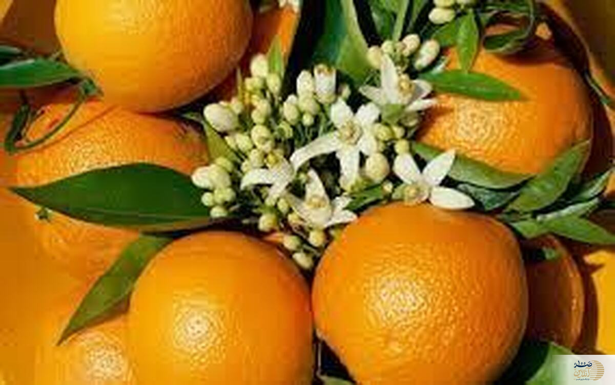 نارنج بمب سلامتی برای قند خون شماست