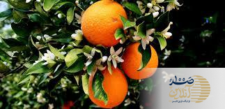 نارنج بمب سلامتی برای قند خون شماست