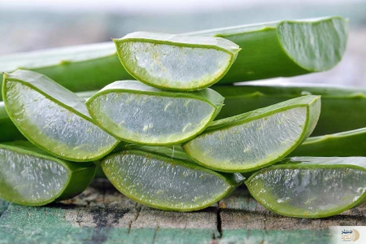 این گیاه پرطرفدار همچین هم پرفایده نیست